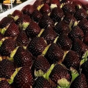 🍓Giant Black Diamond Strawberry  – Sweet, delicious, nutritious, and easy to grow at home.