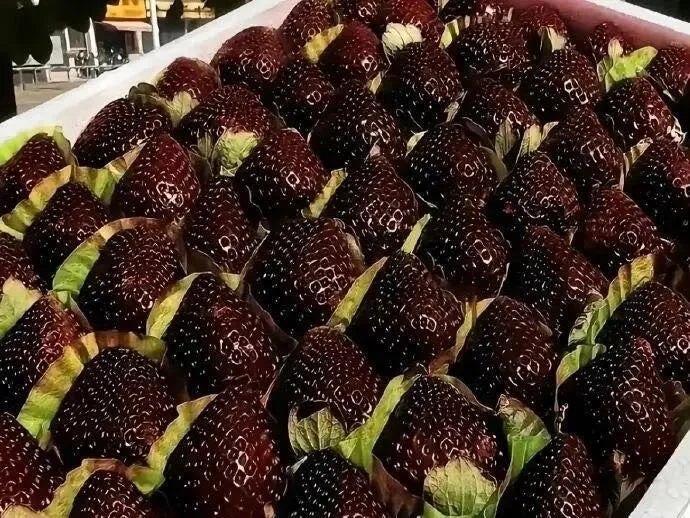 🍓Giant Black Diamond Strawberry  – Sweet, delicious, nutritious, and easy to grow at home.
