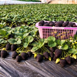🍓Giant Black Diamond Strawberry  – Sweet, delicious, nutritious, and easy to grow at home.