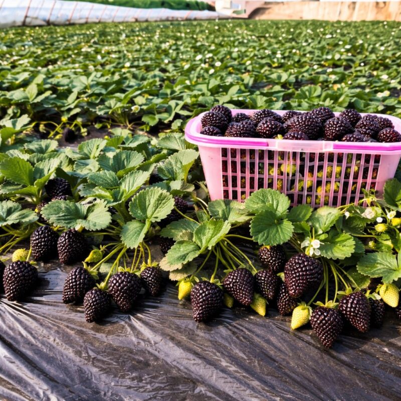 🍓Giant Black Diamond Strawberry  – Sweet, delicious, nutritious, and easy to grow at home.